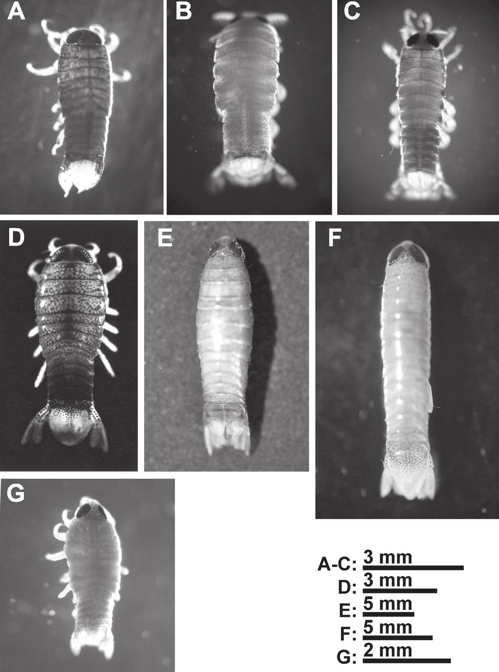 FREE-SWIMMING FORMS OF CYMOTHOIDS COLLECTED FROM JAPAN 3 Fig. 2. Seven free-swimming forms of cymothoid isopods, dorsal views. A, manca type 1, BL: 4.