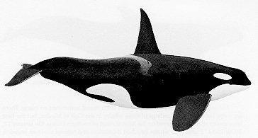 Killer whale (Orcinus orca) No beak Dorsal fin very tall in male Black back White spot above eye Average adult length is 5 8m Can be divided