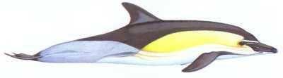 Short beaked common dolphin (Delphinus delphis) Pale yellow and grey hourglass pattern on the sides Black