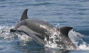 2m Commonly groups of 50 to 70 individuals, often mixing with other dolphin species.