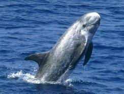 Common bottlenose dolphin (Tursiops truncatus) Forehead distinctly separated from snout by a crease Dark dorsal colour Dark