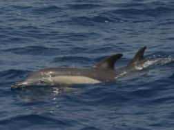 Striped dolphin (Stenella coeruleoalba) Blue-grey and white stripes along the sides Black line extending from the eye to the