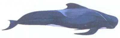 Long-finned pilot whale (Globicephala melas) Globose head and no beak Low, wide-based, sickle shaped dorsal fin Long pectoral fins Black colour with
