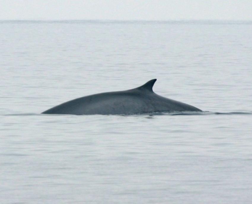 Fin whale (Balaenoptera physalus) Tapered head Dorsal fin is in the posterior third of the back Dark grey colour Breath visible upwards Light grey V-shaped patch behind head Average adult length is