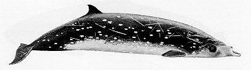 Cuvier s beaked whale (Ziphius cavirostris) Stout body Small sloping head Short beak and S-shaped mouth Small triangular dorsal fun Scratches cover adults Average adult length is 4