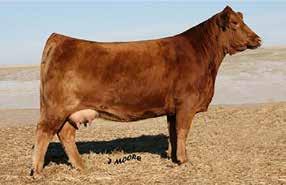 We are selling 3 females, 1 bull, and 1 embryo package from this family. PRETTY WOMAN 532U PRETTY WOMAN 915J - Pictured at 14 years old Lot 22 21 AAD R PRETTY WOMAN 1491B BW: 80 Adj. WW: 517 Adj.