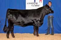 Our 2016 National Champion Gelbvieh Bull, Lawman, is a direct son of Exclusive and Lee Ann 508U. Take a look at this great offering.