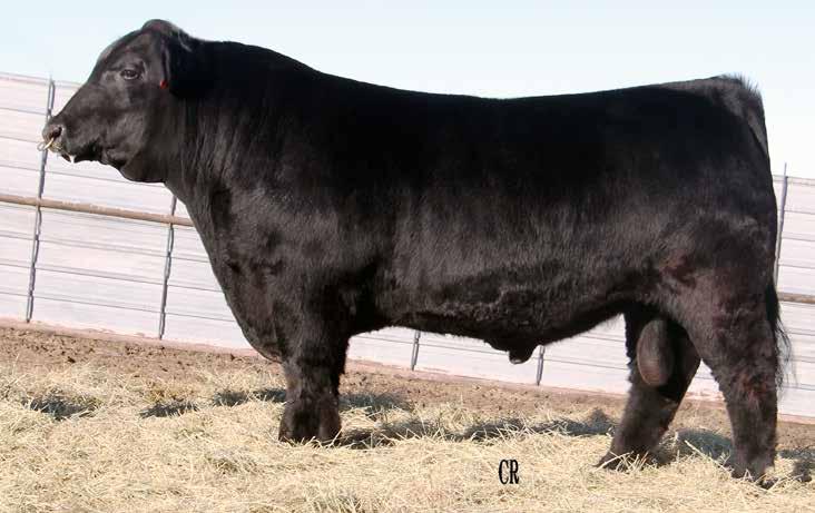 James Bond James Bond 1121B was the 2016 Reserve National Champion Balancer Bull and was bred by Scharpe Angus in Arlington, Minn.