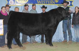 L F Miss Lynn 37 was purchased by Jennifer Scharpe her last year in 4-H, and had an impressive show career in Minnesota.