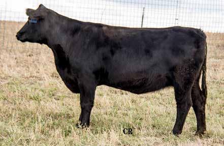 Spring Calving Cow AMGV1255566 2/20/13 PB88 Red 10 1.2 73 104 27 63 6 11 2 11-0.22 33 0.29-0.21 65.