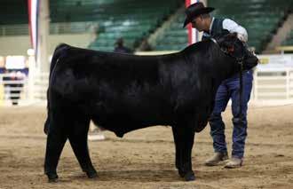 Pearl 540W RID R Outlaw 1456B caused quite a stir in 2015 when he was named National Champion Gelbvieh Bull at the NWSS as only a March spring calf. He immediately went into our herd sire line-up.