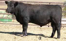 His EPDs rank in the top1% for growth and top 3% for marbling. 9 RID R STEELY DAN 5091C BW: 70 Adj. WW: 607 Adj.
