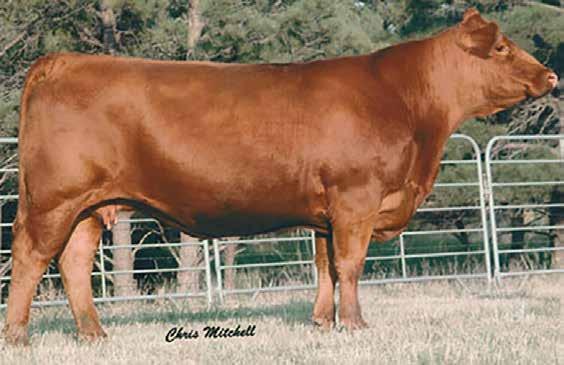 Ima Lady 437H & Ima s Pride 711T Of all of our cow families, the one true matriarch of our program is Ima Lady 437H.