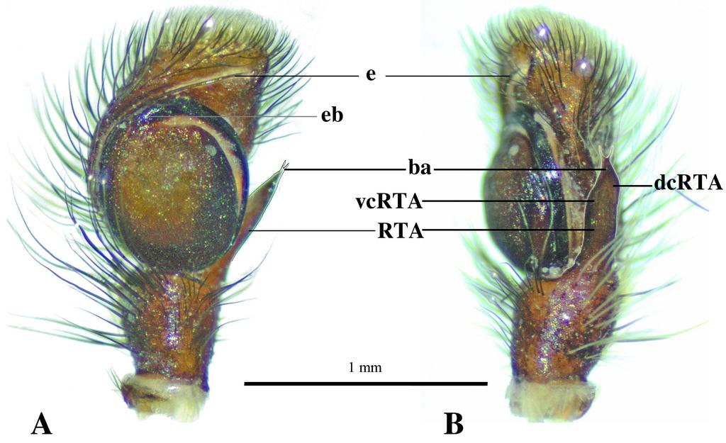 4 Figure 2. Male palp of Evarcha dena sp. n., holotype. A, ventral view. B, retrolateral view.