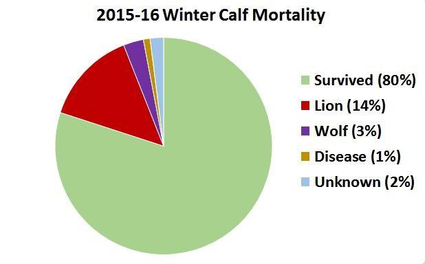 old calves is very high. In the colder, snowy winter of 2017, 50% of the elk calves survived.