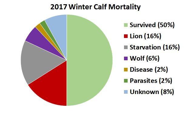 What do these calf survival rates mean for the elk population?