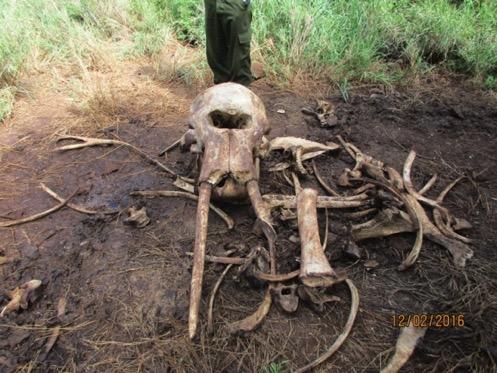 Of the six elephants that died due to HWC, five were put down by Kenya Wildlife Service (KWS) after killing people.