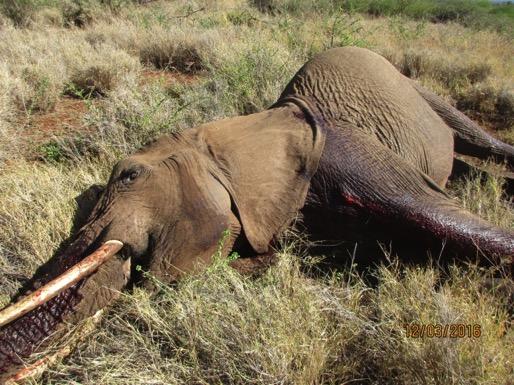 (photo right) March 25: An adult male was put down by KWS after it killed a 9-year-old boy at Oltiyani, Kimana. Both tusks were recovered.