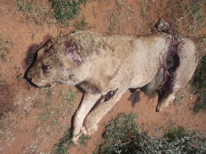 March 4: A lion broke into a boma and killed four shoats (sheep/goats) at Olkelunyeti, Olgulului. Angry community members went out to hunt the animal.