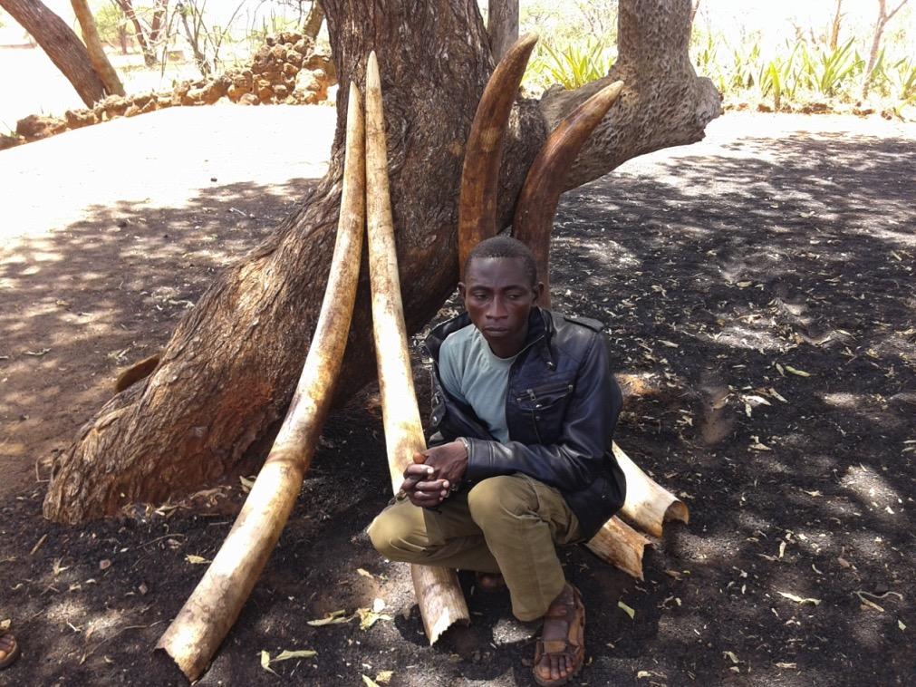 March 24: One suspect with 95 kg ivory was arrested at Mtito Andei following a prolonged investigation.