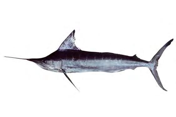 Pelagics Sensitivity Very High High Moderate Low Slender armorhead Striped marlin Two spot