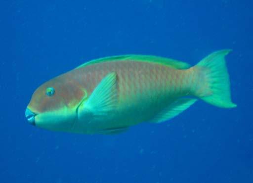 Coral reef parrotfish Sensitivity Very High High Moderate Bumphead parrotfish Steephead parrotfish Blue-barred parrotfish Bullethead parrotfish Low Marbled
