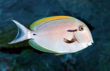Coral reef surgeonfish Very High High Sensitivity Moderate Low Achilles tang Bluespine unicornfish Eyestripe