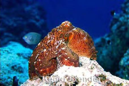 teatfish Black sea cucumber Kona crab Palolo worm Spiny
