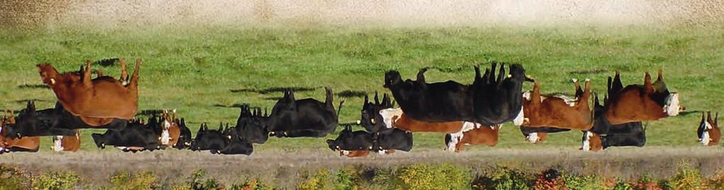 1 69 34 Spring Heifer Calf Pairs 5 Fall Bred Heifers 6 Fall ET Heifer Calves 7 Fall Cow/Heifer Calf Splits 17