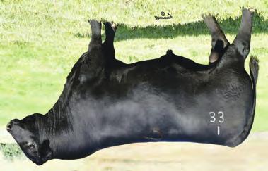 a N G u S Fa l l B r E d h E I F E r S lot 75 Dam records an impressive progeny ratio of RE 3@105. Ranks in the top 5% for CED, top 10% for BW and top 15% for $W.