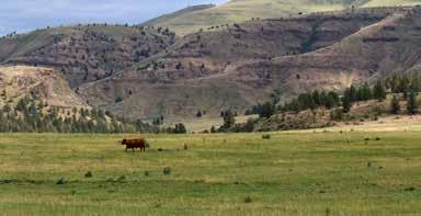 to excellent grazing ground for both cattle operations and the abundant wildlife found on the ranch.