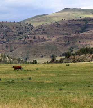 In the past the ranch has supported 350 mother cows and produced 1,000 tons of hay.