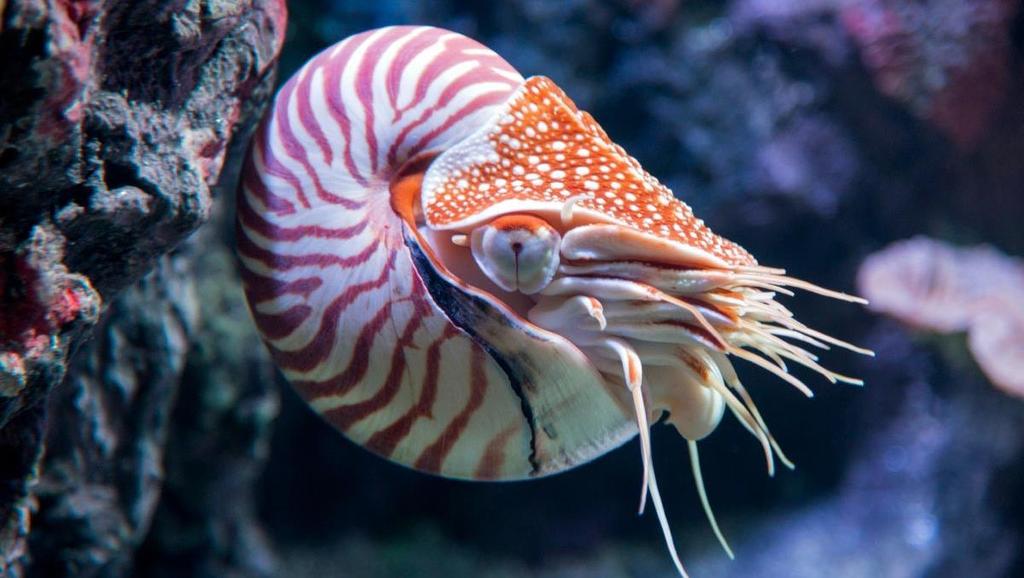 Cephalopods Molluscs such as the octopus, squid, and cuttlefish are