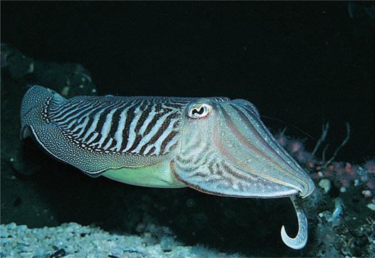 Cephalopods Molluscs