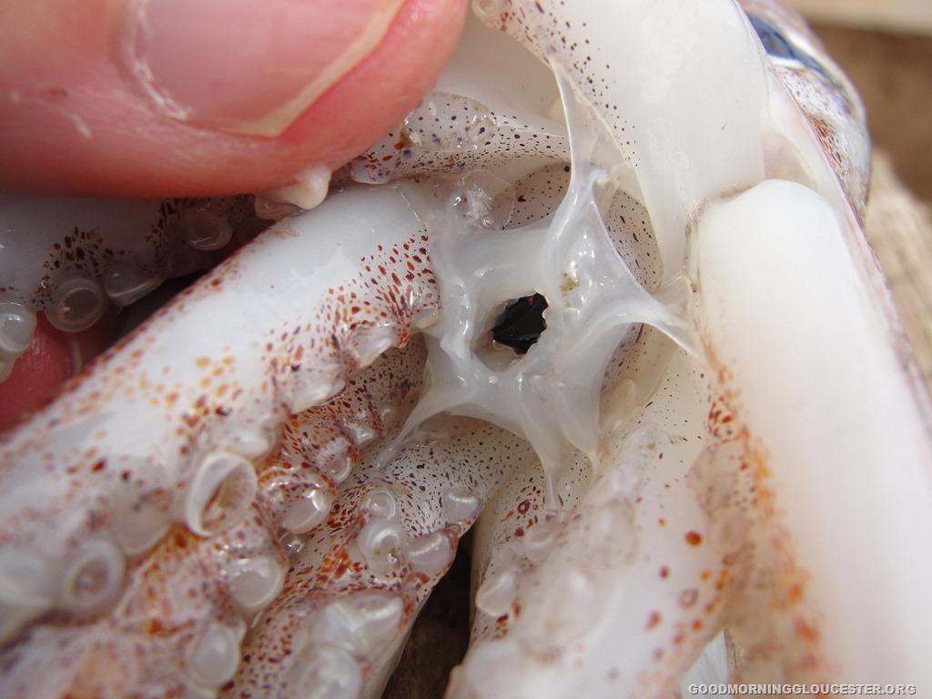 Feeding Cephalopods are carnivores.