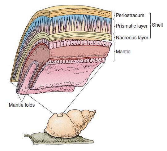 Shell The molluscan shell is secreted by the mantle and normally comprises three