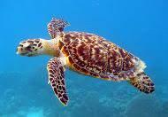 U.S. Endangered Species Act (ESA): Documentation Requirements (Tortoiseshell) Tortoise shell (Eretmochelys imbricata) Hawksbill sea turtle is listed as endangered under the Endangered Species Act