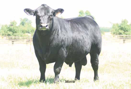 EBFL Ypsilanti 420Y, sire of Lot 29 embryos SIX Embryos 29 50% Lim-Flex Double Polled Double Black These future calves will be sired by the $100,000 valued sire EBFL Ypsilanti 420Y, the leading son