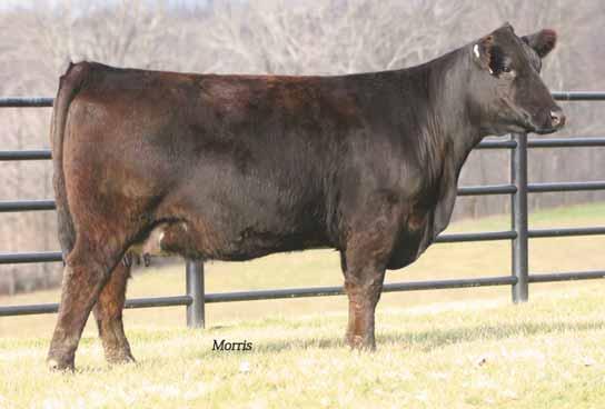 His first calves are just hitting the ground and look to be very promising. MAGS RAMADA TNUH BLUE PRINT 245H MINE Pld Net Worth 8043U is the leading donor for ELCX and Twin Willows Farm.