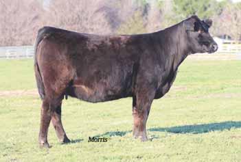 MAGS Tipper is a daughter of JCL Lodestar 27L that was highlighted in the ELCX 12 Fall sale and is now owned by Dennis Alt of Double A Limousin, Shawnee, KS. This young female offers a marbling of.