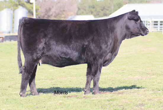 Spring Calving First Calf Heifers Daughters of NDED Extended 2U ELCX Gorly 515Y 45 Lim-Flex (50) Cow DP/DB ELCX 515Y 03.10.
