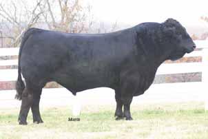 BOHI Top Dollar 7144T, sire of Lot 52A MAGS Ultraviolet Paint 52 Lim-Flex (37) Cow HP/HB MAGS 880U 01.24.