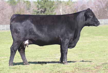 Fall Cow/Calf Pairs MCC 431X, daughter of Lot 59 DJ Tempting Deal P.E. 12.17.12 to 4.10.13 to MAGS 59 Lim-Flex (50) Cow DP/HB DJBL 382T 02.05.