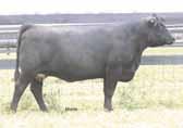 This heifer sired by CFLX Wild Card is out of SBLX Unknown 104U and has tremendous potential. We love the length of side, the femininity, the bone and softness in her pastern.