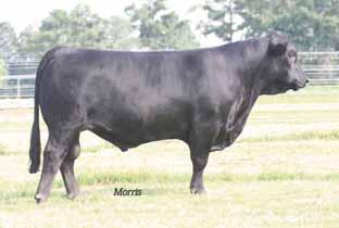 Reference Bulls MAGS Winston MAGS Winston... E Lim-Flex (50) Bull HP/DB MAGS 1802W 01.25.
