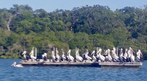 Mr Google told me: A group of pelicans has many collective nouns, including a "brief", "pod", "pouch", "scoop", and "squadron" of pelicans I think I prefer a squadron of pelicans best A thank you to