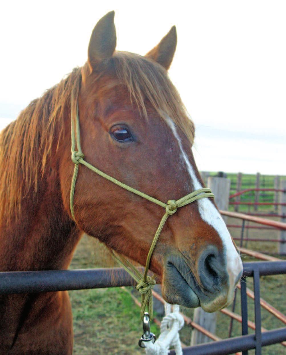 How to Make a ROPE HALTER Easy steps to create your own knotted rope halter for your horse.