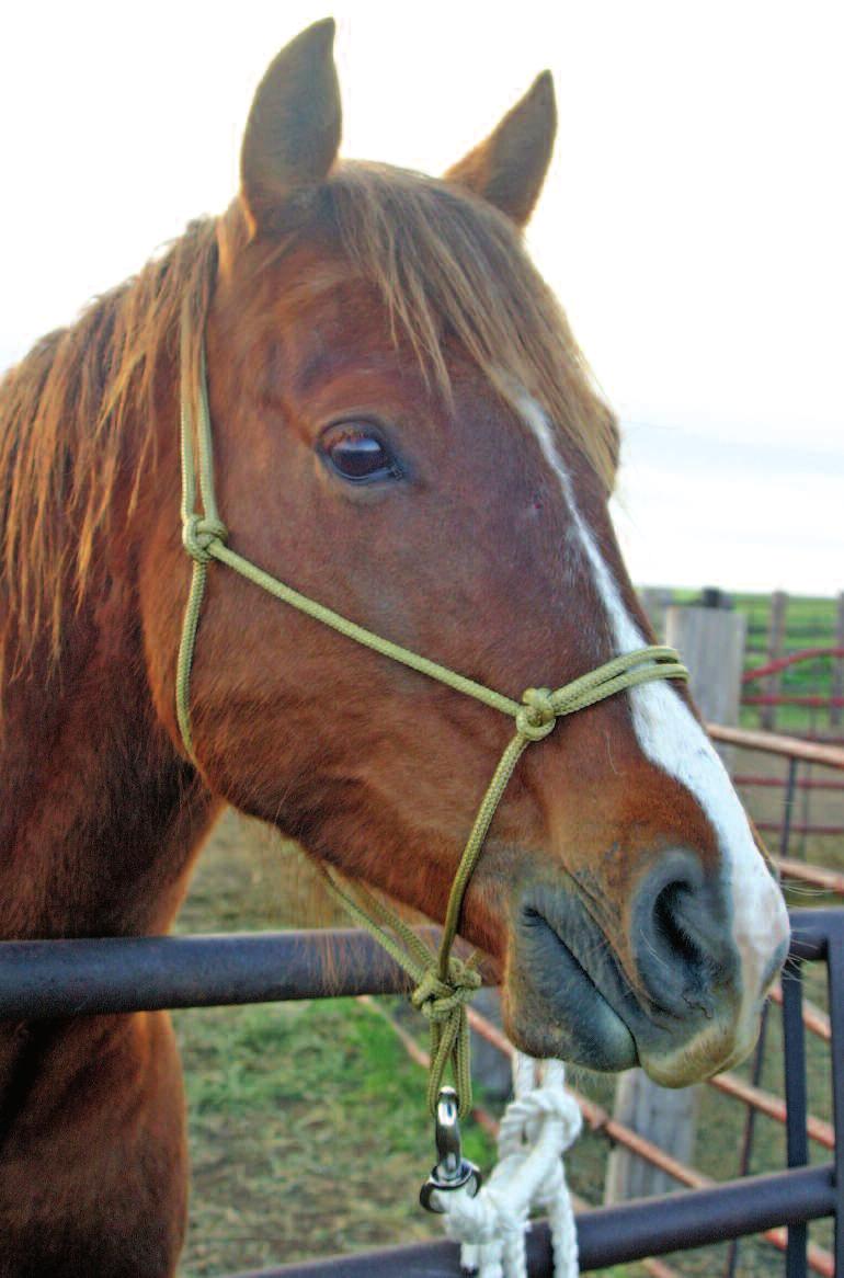 Tie One On Knotted rope halters are simple to make and practical to use on any horse.