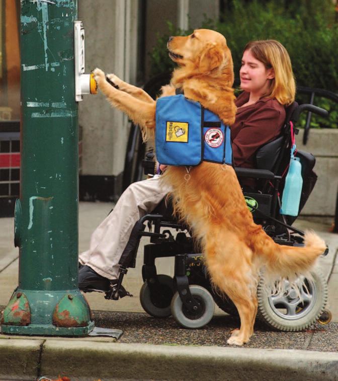 Leo helps Sarah Sarah Lepp is 21 years old. She is disabled. Sarah uses a wheelchair to get around. Leo is a service dog. He lives with Sarah. He helps Sarah in many ways.
