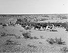 water resources. Cattle, 1905 15 LC-S6-347 A watering place on the SMS Ranch, formerly the Spur Ranch. SMS Ranch (Near Stamford, Texas.
